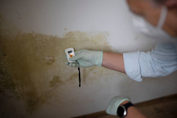 Best Mold Removal Process  in Cumberland, WI