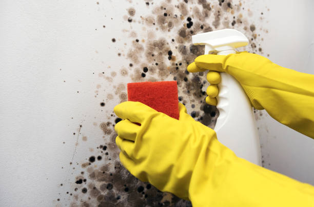 Best Mold Damage Repair  in Cumberland, WI