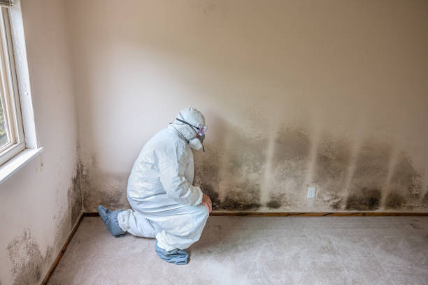 Best Attic Mold Removal  in Cumberland, WI