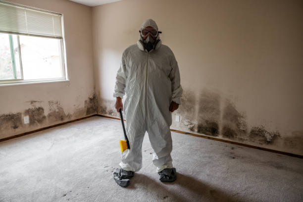 Best Black Mold Removal  in Cumberland, WI