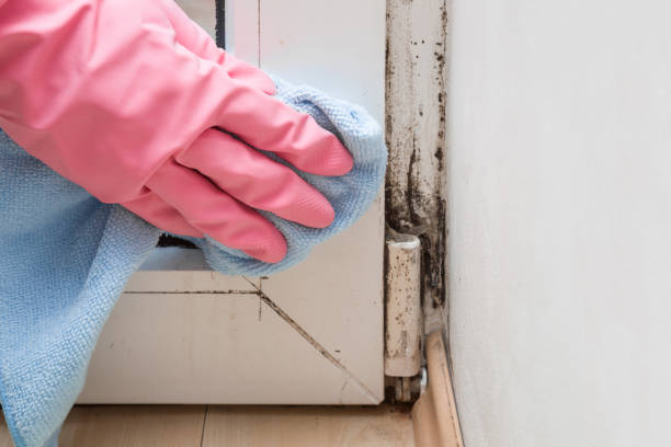 Best Mold Removal and Inspection  in Cumberland, WI